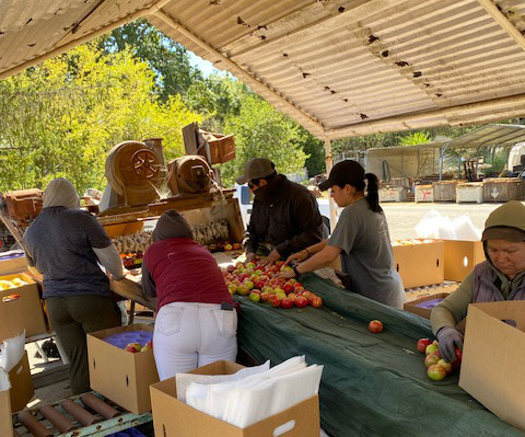 People in a packing shed packing apples