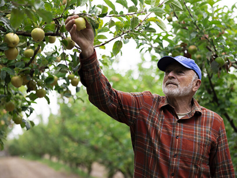 Why the 2026 Gravenstein Apple Harvest Is So Small—and How to Get Yours