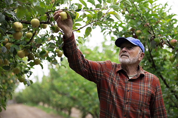 Farmer picking apples