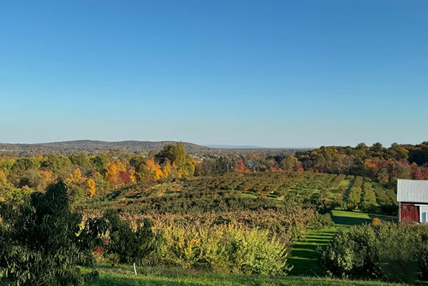 Pastoral view of an orchard