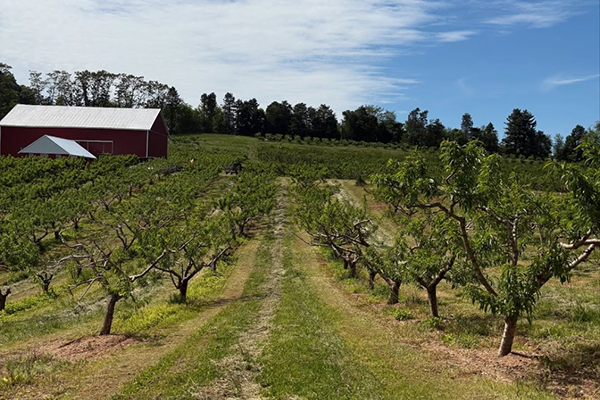 Orchard and farmhouse