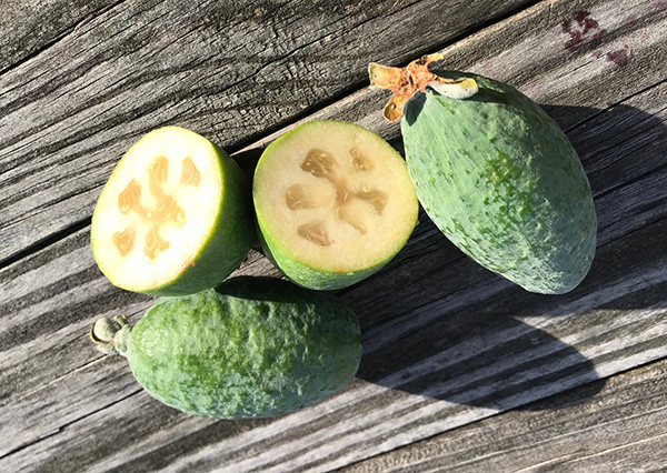 Whole and sliced feijoas aka pineapple guavas