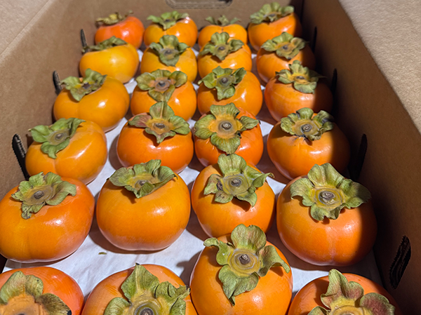 Fresh persimmons lined up in a box