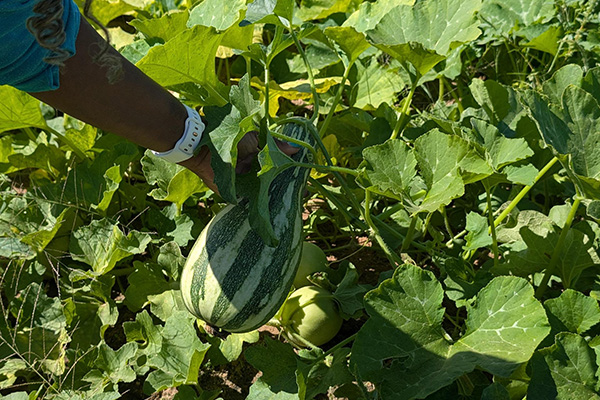 Farmer picking squash