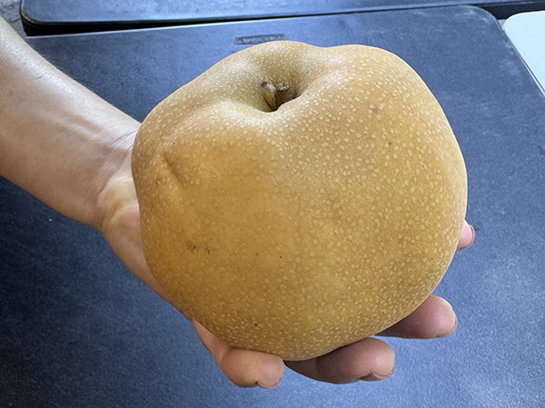 Hand holding extremely large Niitaka Asian pear