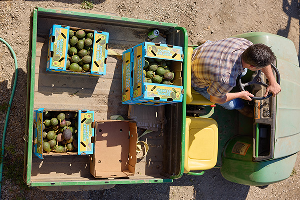 Man driving small truck with boxes of avocados in the back