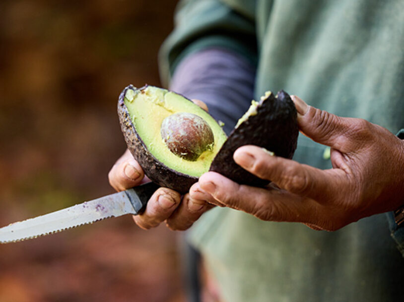10 Avocado Varieties To Try and When to Taste Them