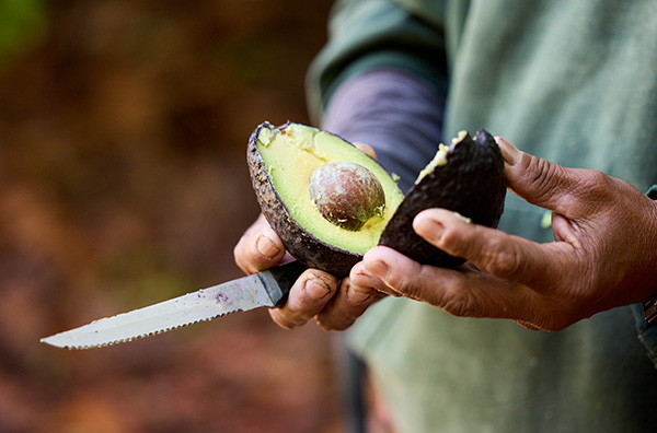 10 Avocado Varieties To Try and When to Taste Them