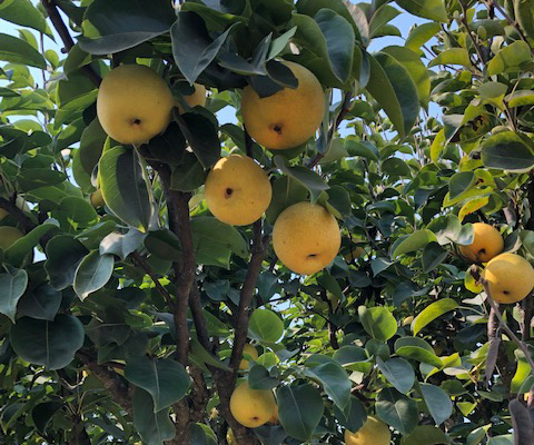 Asian pears on the tree