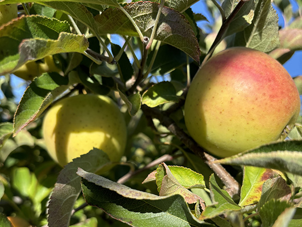 Red and yellow apples on the tree