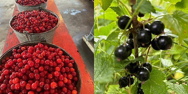 Two images side by side: buckets of red currants and black currants on the bush