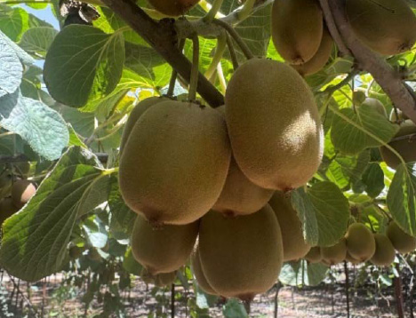 Kiwi fruit on the tree