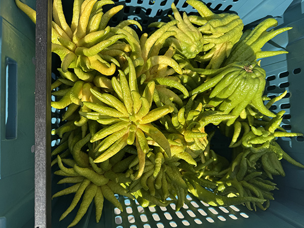 Crate of Buddha's hands