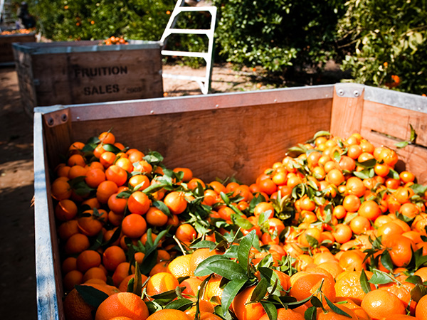 Harvest bin of mandarins, ladder in the background