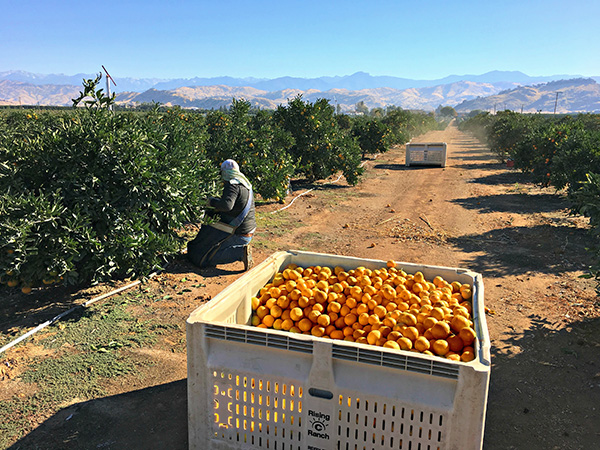 Workers harvesting satsumas in an orchard, mountains in the background