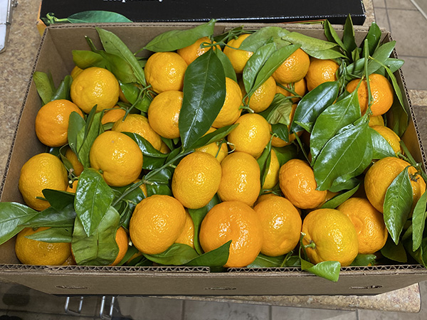 Box of mandarins with stems and leaves attached