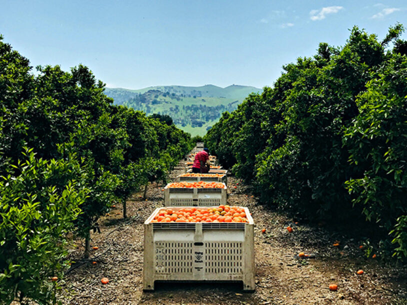 Meet the Family Farm Bringing Exotic Fruit to The FruitGuys’ Boxes