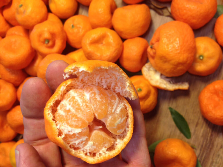 small mandarin oranges