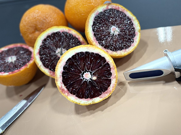 Blood oranges, whole and sliced, with a knife and refractometer laying beside them
