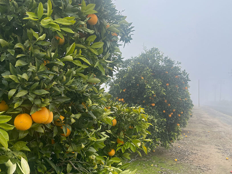 A citrus orchard, fruit hanging on the trees, some on the ground, with thick fog