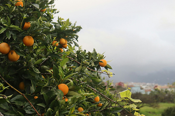 Closeup of a citrus tree, with a town behind it covered in fog