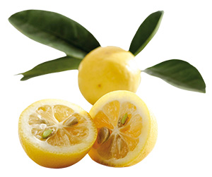 Limequats whole and halved with leaves