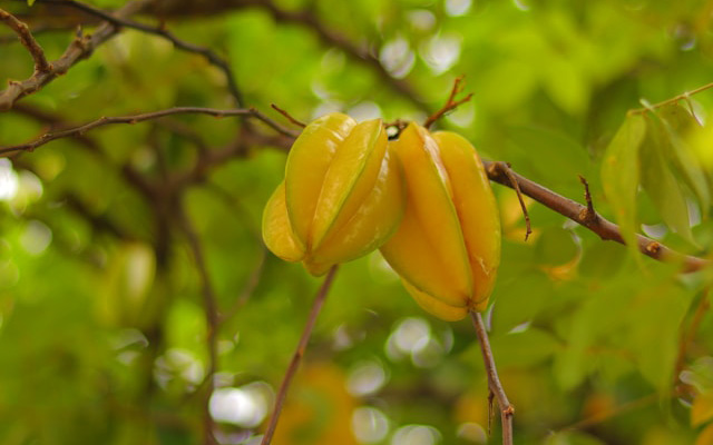 star fruit growing on the tree