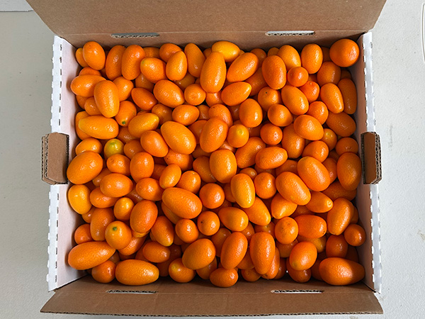 Box of kumquats