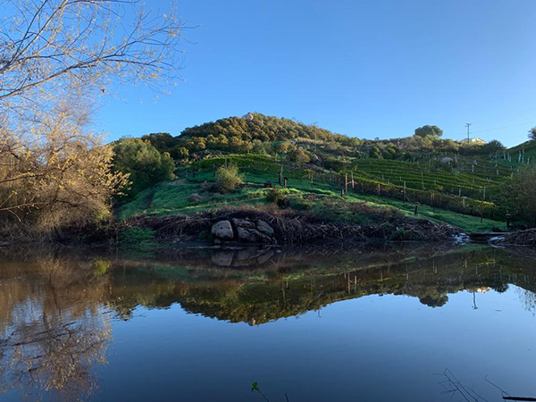 Fruit orchards on a hill, with water in the foreground