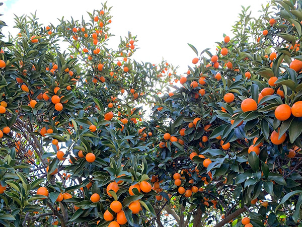 Kumquats on the tree
