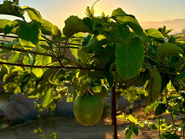 Passion fruit vines