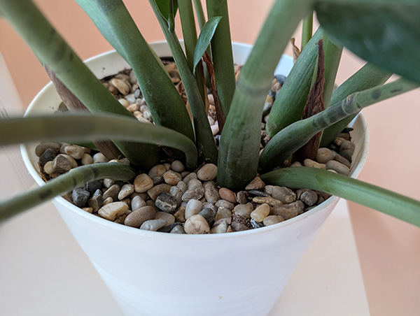 Closeup of plant stems coming out of pot with the dirt covered in rocks