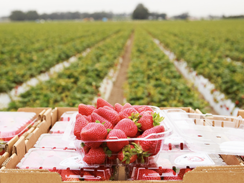 Everything You Should Know About Strawberries in California