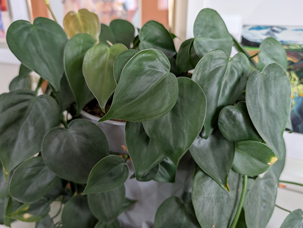 Green plant with heart-shaped leaves