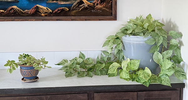 Two plants, one in a large pot beside one in a small pot
