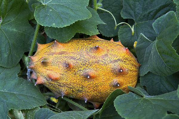 Horned melon fruit on the vine