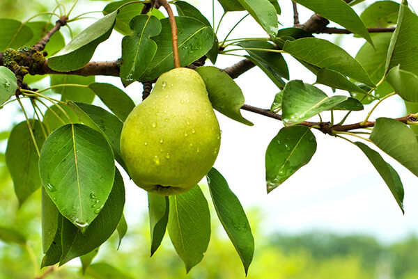 Bartlett pear on the tree