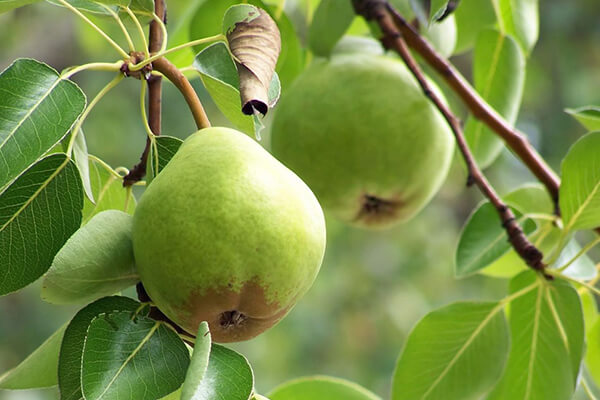 D'Anjou pear on the tree