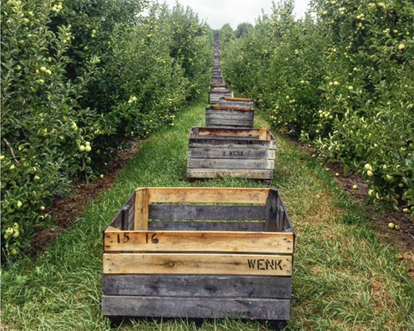 Wooden crates lined up in an orchard ready for the fruit harvest