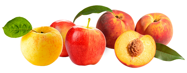 Peaches and apples, whole and halved peach