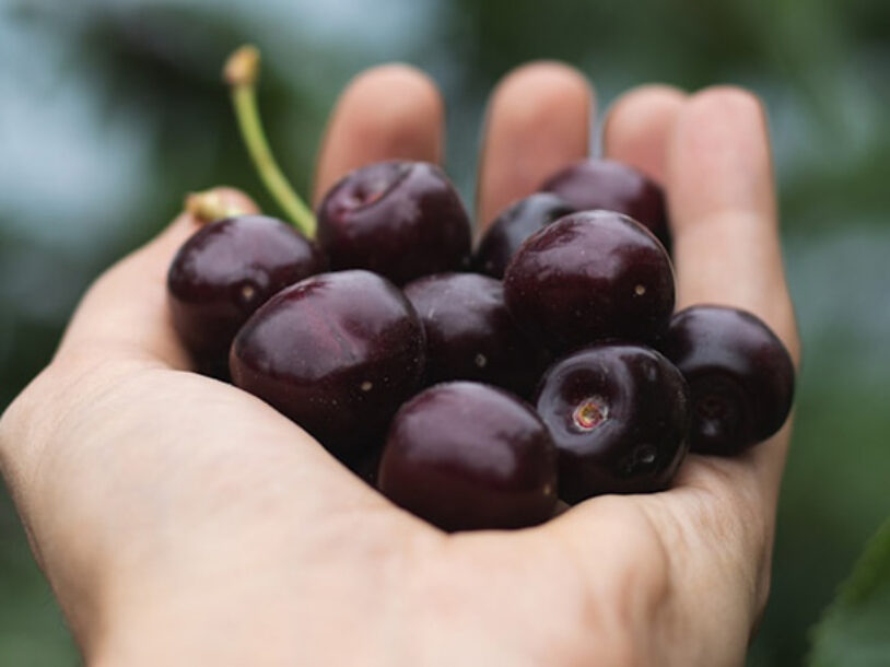 Black Cherries vs Red Cherries: What’s the Real Difference?