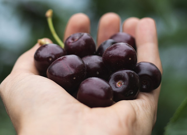 Black Cherries vs Red Cherries: What’s the Real Difference?