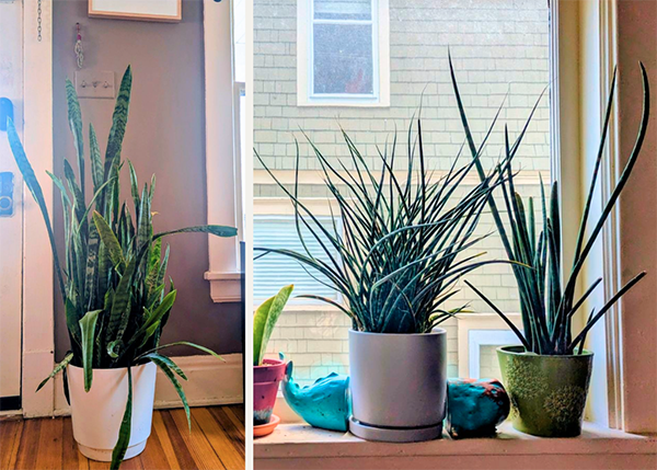 Collage of photos of snake plants large and small
