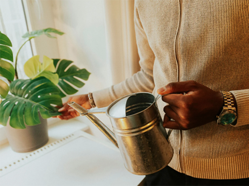 Decorative Office Plant Tips for New Plant Moms and Dads