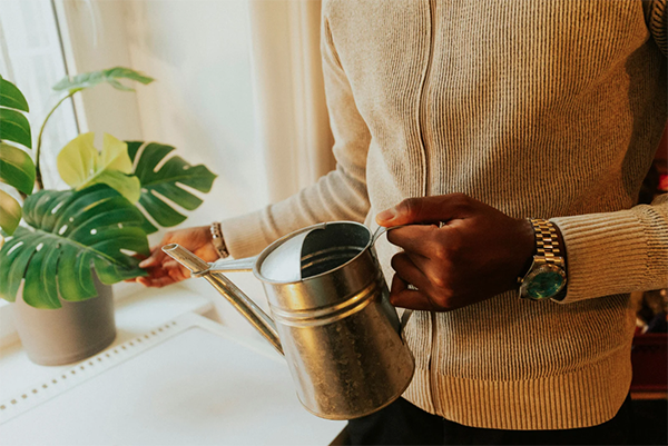 Man watering a decorative office plant