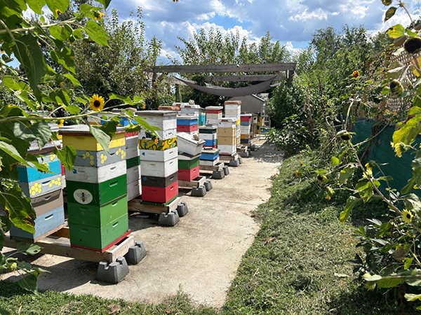 Bee boxes on a farm