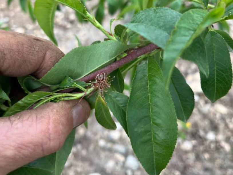Crop Disaster: Volatile Spring Weather Damages East Coast Fruit