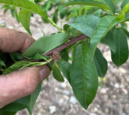 Hand holding a tree branch showing frozen peach flowers