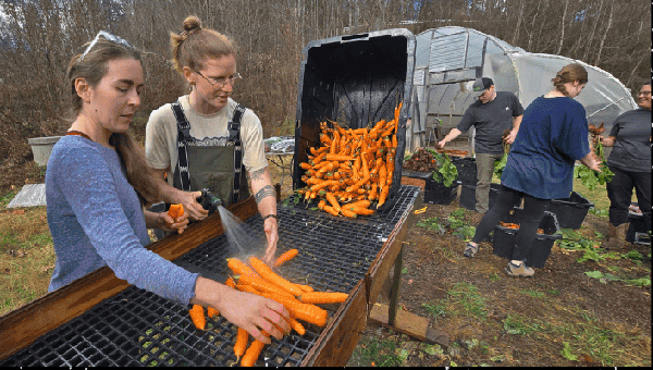 Farmers processing carrots