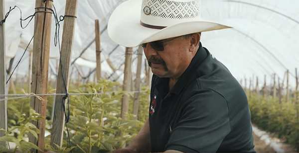 Farmer tending berries in a hoop house